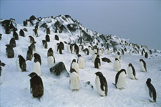 阿德利企鹅,生物群,山坡,南极