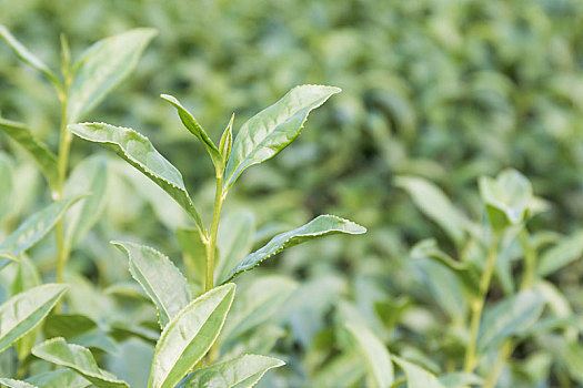 特写,绿茶种植园