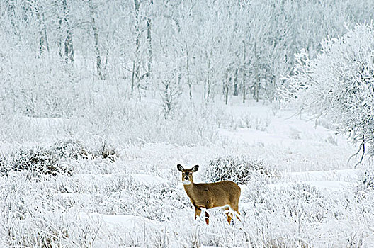 白尾鹿,雌性,霜,草地,西南方,艾伯塔省,加拿大