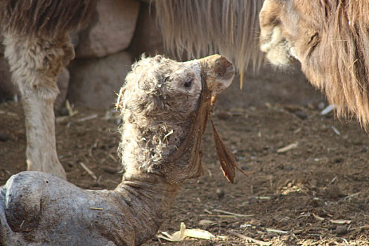 新疆哈密,小驼羔出生,呆萌可爱
