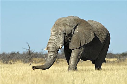 非洲,灌木,大象,非洲象,老,雄性动物