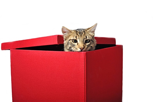 猫,收件箱