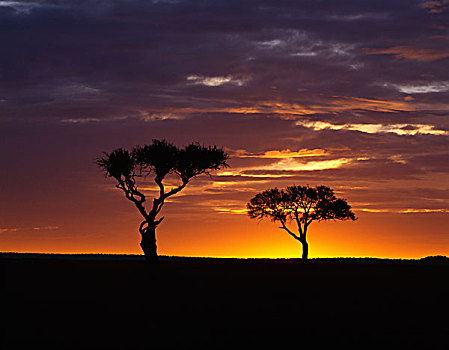 金合欢树,马赛马拉国家保护区,肯尼亚,非洲