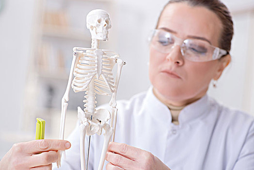 女医生,学习,人体骨骼