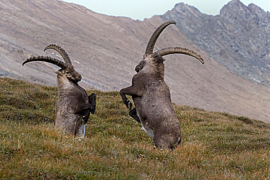 争斗,阿尔卑斯野山羊,羱羊,高,陶安,国家公园,卡林西亚,奥地利,欧洲