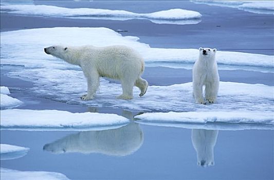北极熊,一对,冰,反射,斯匹次卑尔根岛