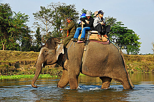 尼泊尔,国家公园,游客,大象,乘,公园