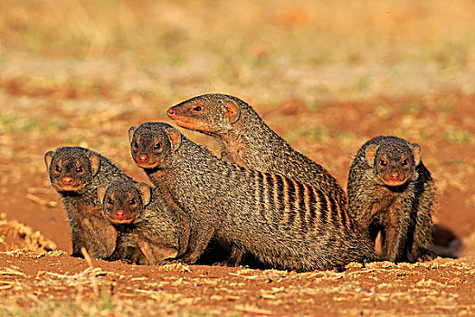 猫鼬,群,窝,克鲁格国家公园,南非,非洲