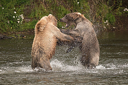 棕熊,争斗,喷涌