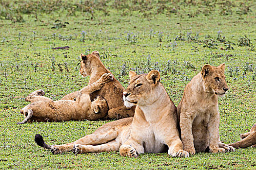 雌狮,破旧,幼兽,看,两个,打闹,后面,恩戈罗恩戈罗,保护区,坦桑尼亚