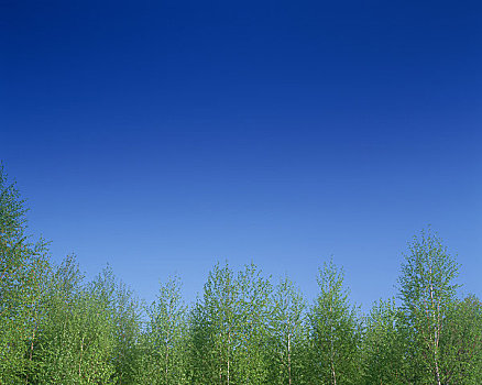 清晰,蓝天,白桦,树林