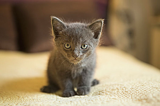 小,灰色,小猫,看,警惕,好奇