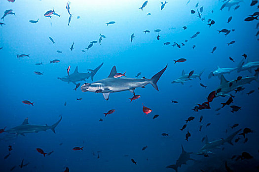 圆齿状,槌头双髻鲨,路氏双髻鲨,岛屿,哥斯达黎加,北美