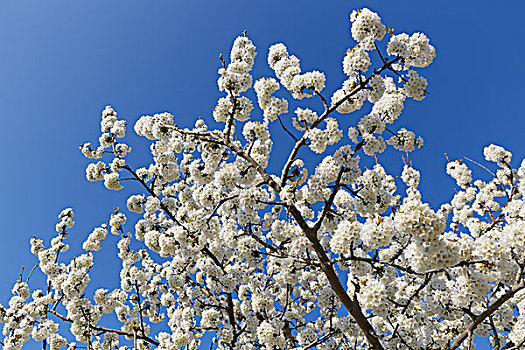 花,樱桃树,波尔萨,省,区域,土耳其,亚洲