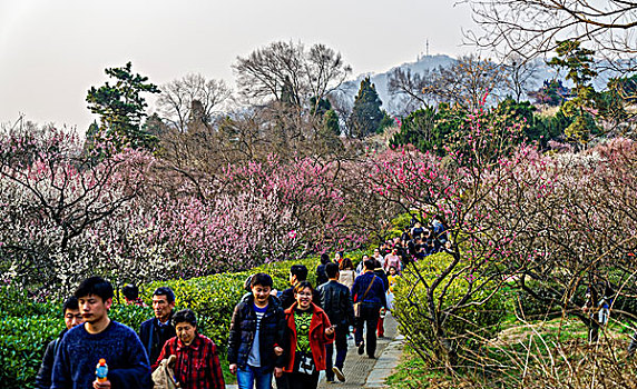 南京梅花山梅花节