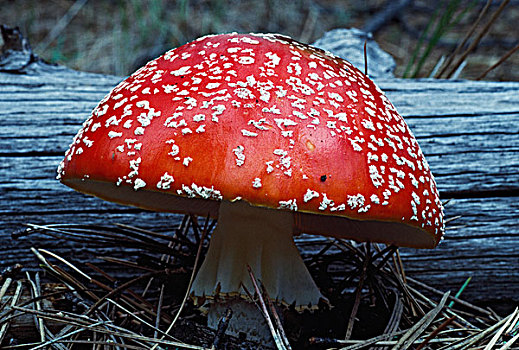 白毒蝇鹅膏菌,蘑菇,靠近,原木,国家野生动植物保护区,新墨西哥,美国