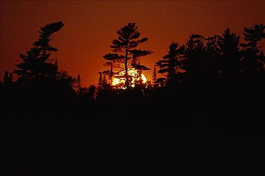 剪影,白色,松树,黄昏,苏必利尔湖省立公园,安大略省,加拿大