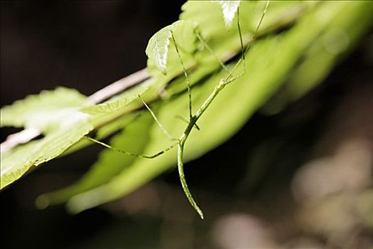拐棍,竹节虫目,哥斯达黎加