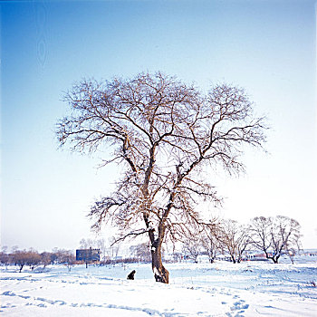 雾凇岛,冰雪,自然风光,吉林,龙潭区