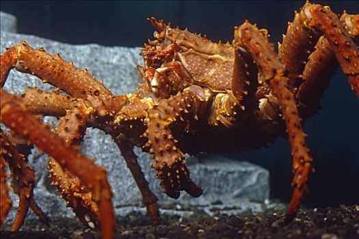 阿拉斯加,拟石蟹,水下视角