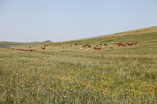 内蒙古锡林郭勒草原上干净俊朗的牛羊
