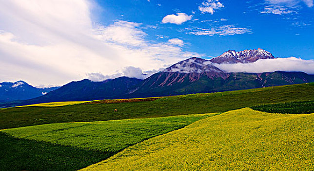 花开祁连山