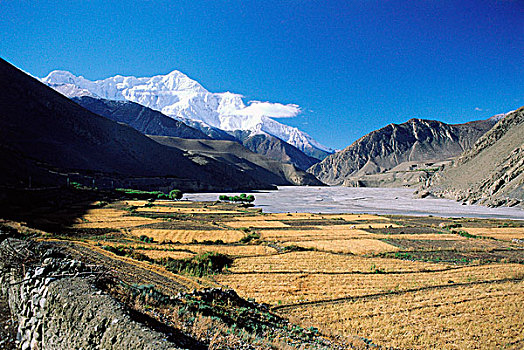 尼泊尔,夏天,谷物,作物,安纳普尔纳峰,山