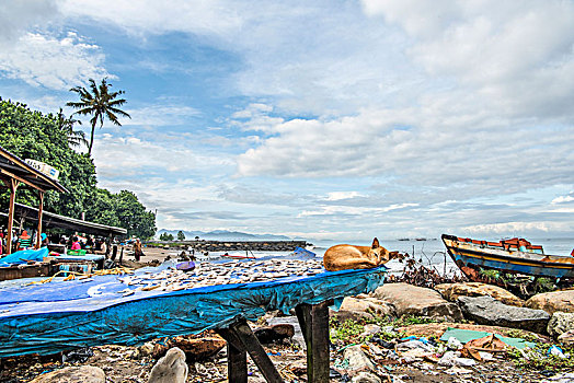 印尼,大海,渔村,沙滩,村民,晒鱼,船