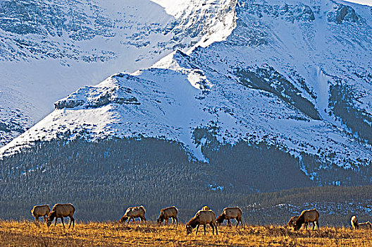 麋鹿,鹿属,鹿,雌性,放牧,牧场,沙发,山,背景,瓦特顿湖国家公园,西南方,艾伯塔省,加拿大