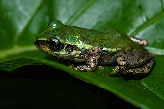 青蛙,自然保护区,马达加斯加,非洲