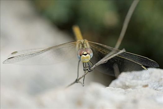 蜻蜓,蜻蜓目,戛纳,阿尔卑斯滨海省,法国,欧洲