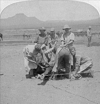 马,南非,布尔战争,19世纪