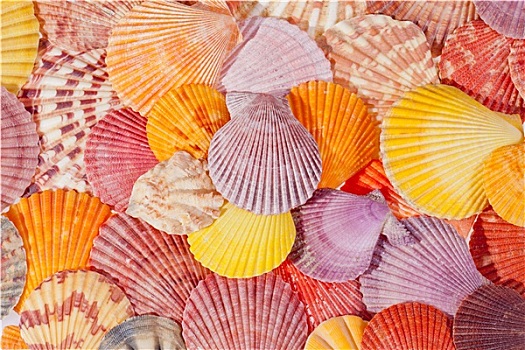 背景,彩色,海螺壳