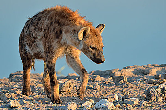 斑鬣狗,走,埃托沙国家公园,纳米比亚,非洲