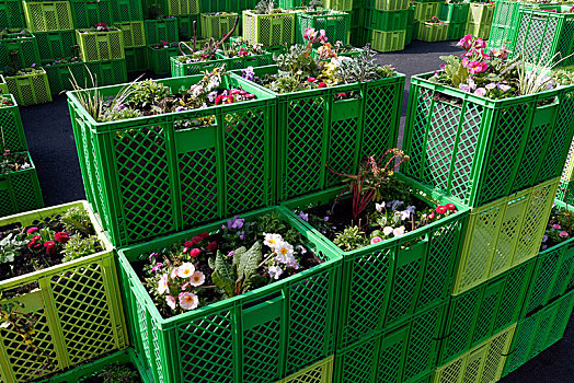 植物,绿色,盒子,汉堡市,国际,花园,展示,德国,欧洲