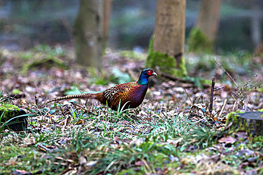 鸟,坐,林中地面,诺森伯兰郡,英格兰