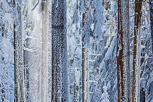 雪,针叶林,冬天,格罗塞尔,法兰克福,黑森州,德国
