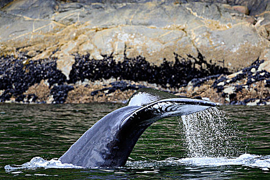 驼背鲸,大翅鲸属,鲸鱼,北方,不列颠哥伦比亚省,加拿大