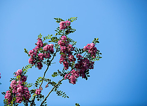 白槐花,紫槐花