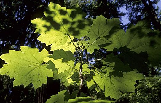 刺,灌木,温带雨林,美洲,俄勒冈,美国
