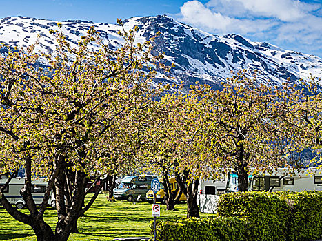 营地,山,高处,风景,雪山,峡湾,苹果树,开花,春天,靠近,挪威,斯堪的纳维亚,欧洲