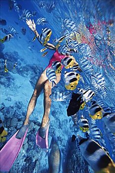 女人,潜水,水下,波拉岛,法属玻利尼西亚