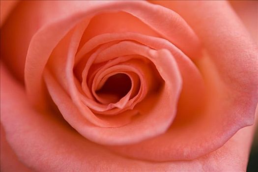 精美,粉红玫瑰,花
