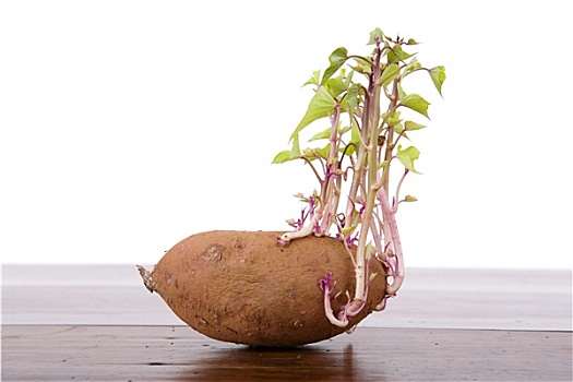 什么样土豆算发芽图片图片