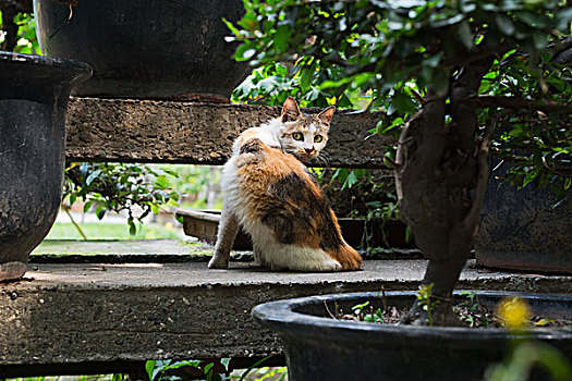 狸花猫,野猫