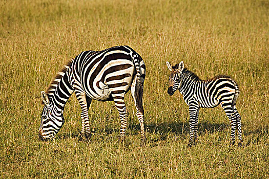 母亲,婴儿,斑马,马赛马拉,肯尼亚