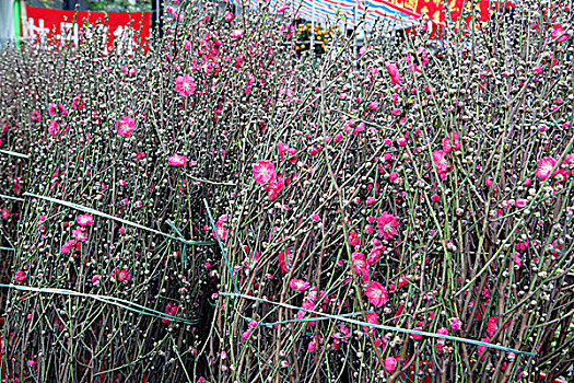 春节,花市,铜锣湾,香港