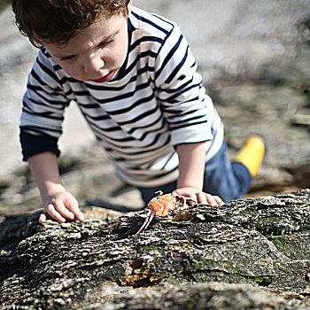3岁,男孩,看,螃蟹,靠近,海滩