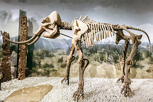 南京博物院内猛犸象骨架长毛象化石