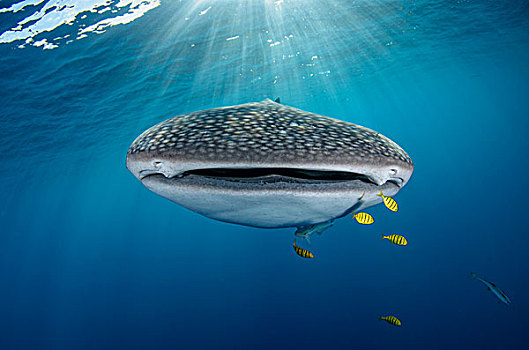鲸鲨,金色,鲹,湾,西巴布亚,印度尼西亚